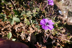 Geranium procurrens