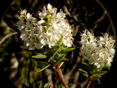 Veronica glaucophylla