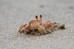 Ocypode madagascariensis