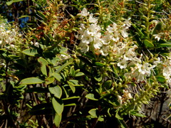 Veronica glaucophylla