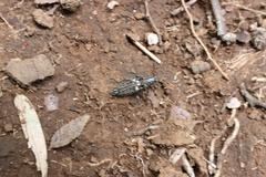 Homocyrtus dromedarius