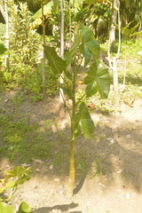 Montrichardia arborescens