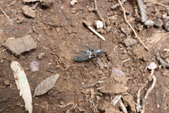 Homocyrtus dromedarius