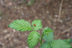 Adalia deficiens