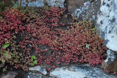 Crassula oblanceolata