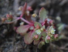 Crassula oblanceolata