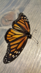 Danaus plexippus