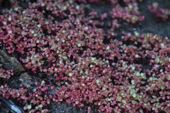 Crassula oblanceolata