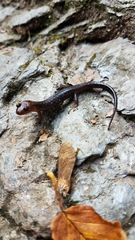 Desmognathus imitator