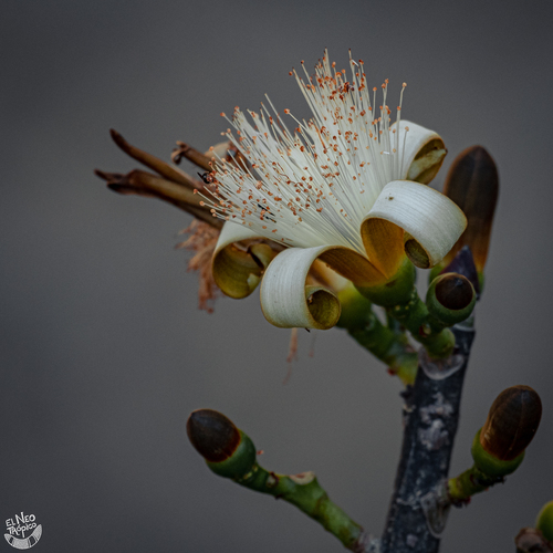 Pseudobombax ellipticum