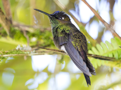 Heliodoxa leadbeateri