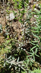 Argyrochosma nivea