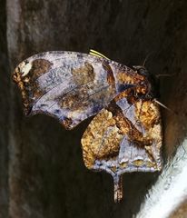 Consul fabius cecrops