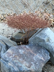 Eriogonum rixfordii