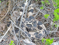Pituophis melanoleucus melanoleucus