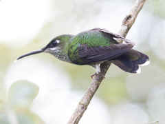 Heliodoxa leadbeateri