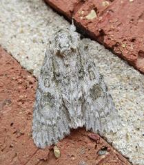 Acronicta rubricoma