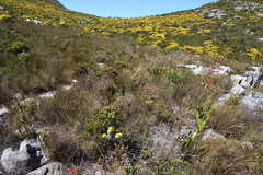 Xiphotheca fruticosa