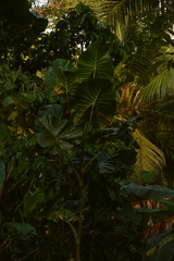 Montrichardia arborescens