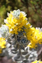 Xiphotheca fruticosa