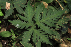 Doryopteris