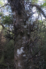 Gleditsia amorphoides