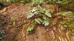 Rhaphidophora
