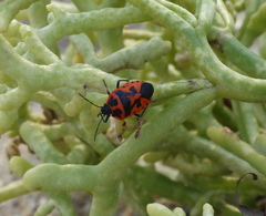 Eurydema spectabilis