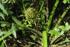 Ananas macrodontes