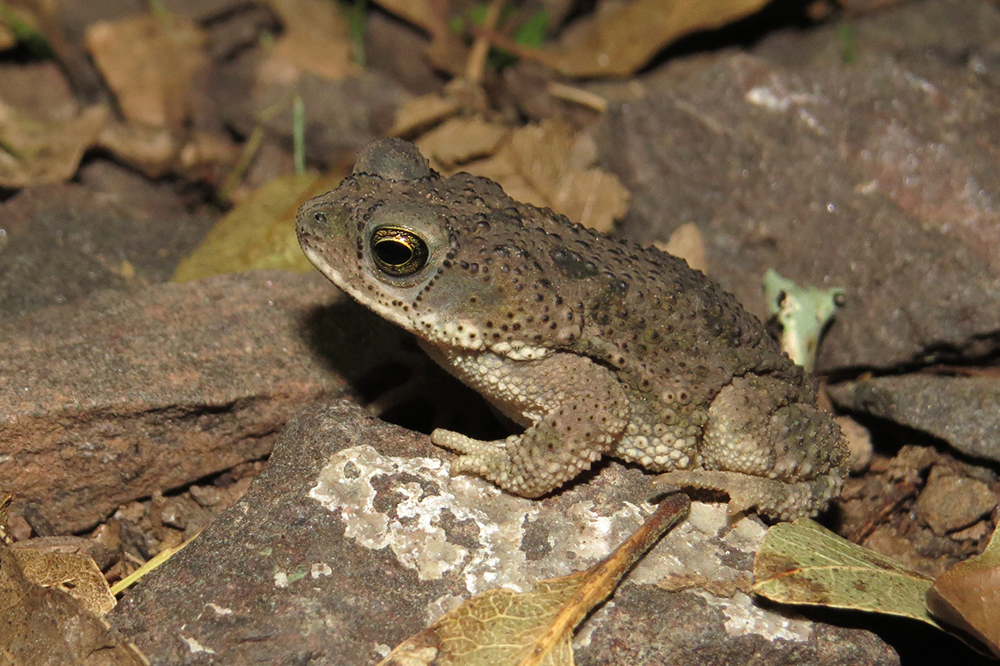 Lesser Granulated Toad