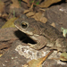Lesser Granulated Toad - Photo (c) Martin Arregui, some rights reserved (CC BY-NC), uploaded by Martin Arregui