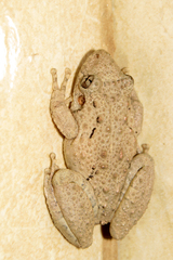 Scinax acuminatus