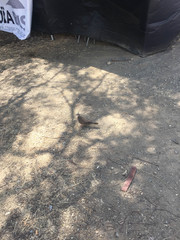 Streptopelia chinensis