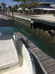 Nycticorax caledonicus caledonicus