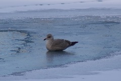 Larus glaucoides thayeri