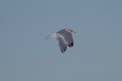 Larus glaucoides thayeri