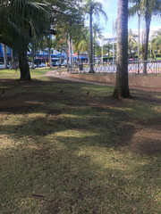 Acridotheres tristis