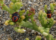 Eurydema spectabilis