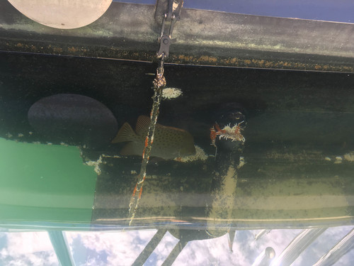 Scatophagus argus