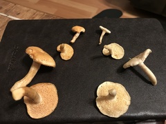 Hydnum oregonense