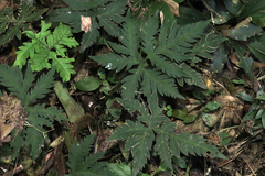 Doryopteris
