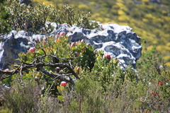 Protea grandiceps