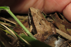 Physalaemus albonotatus