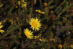 Cullumia reticulata