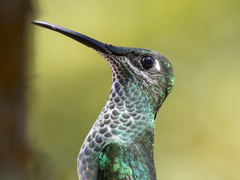 Heliodoxa leadbeateri