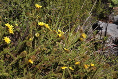 Cullumia reticulata