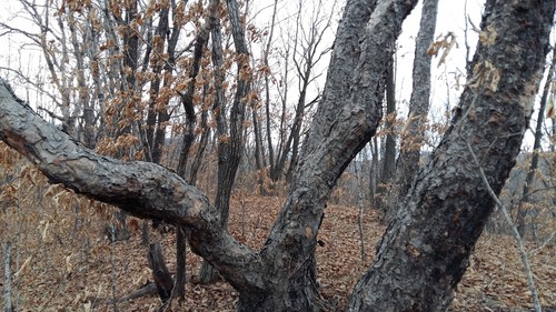 Betula davurica, photograph 1