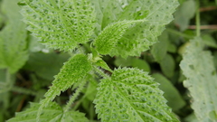 Urtica ardens