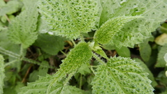 Urtica ardens