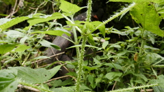 Urtica ardens